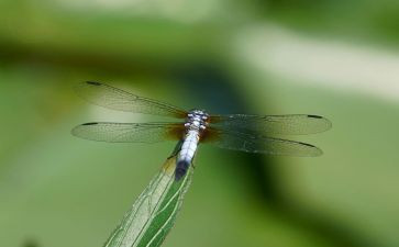 红蜻蜓红蜻蜓读后感6篇