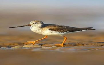 鹬的故事作文6篇