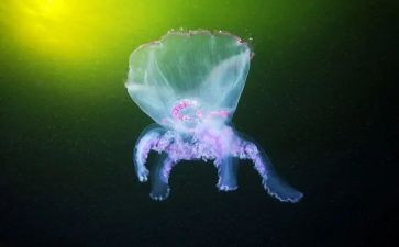 生物实验后心得体会6篇