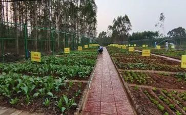 蔬菜营养多教案5篇