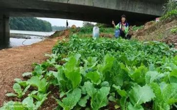 卖蔬菜教案最新8篇