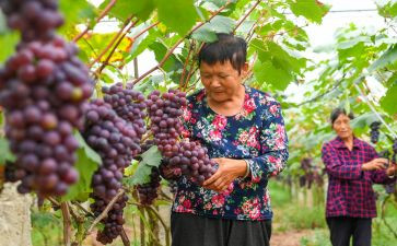 采摘桃活动方案8篇