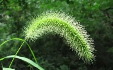 拔草的心得体会7篇