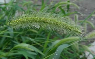 草种子合同推荐6篇