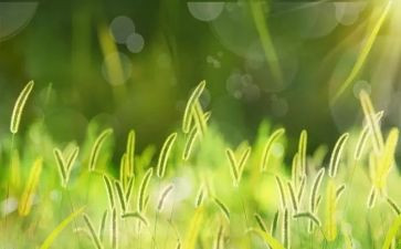 草船借读后感的作文6篇