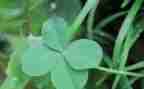爱护花草树的演讲稿6篇