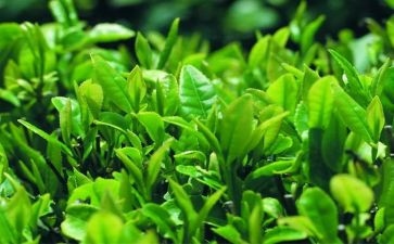 茶讲话稿7篇