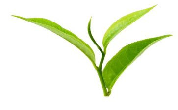 关于茶的工作总结推荐8篇
