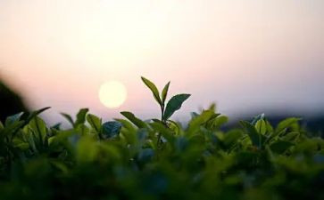 茶艺的心得体会5篇