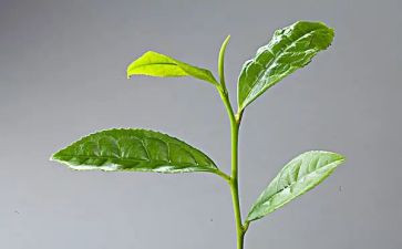 对茶艺的心得体会8篇