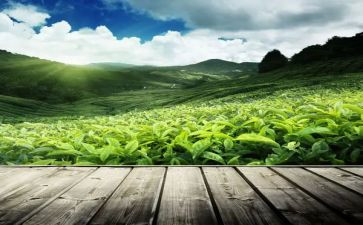 茶的故事读后感最新8篇