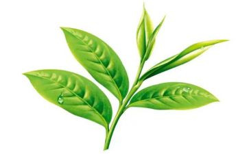 茶与茶文化心得体会7篇