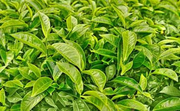 茶的故事读后感优秀8篇