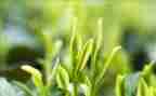 茶销售活动方案5篇