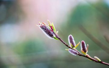 春节介绍的作文精选6篇