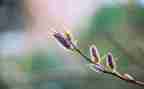 春节作文1000字优质5篇