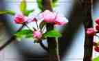 春节介绍的作文优质7篇