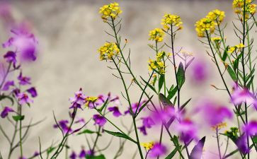 《芬芳》作文优质6篇