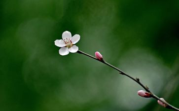 写芬芳的作文最新8篇