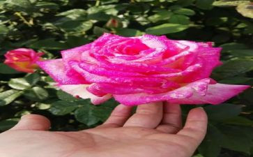 《芬芳》作文推荐5篇