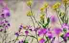 《芬芳》作文5篇
