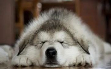 介绍狗的演讲稿8篇