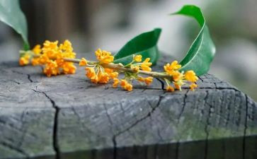 桂花香教案8篇