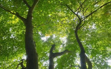 荷塘月色朱自清读后感最新8篇