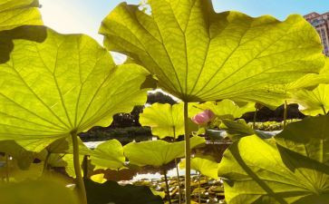 荷塘月色朱自清读后感8篇