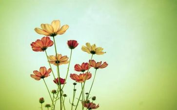 我的花园作文5篇