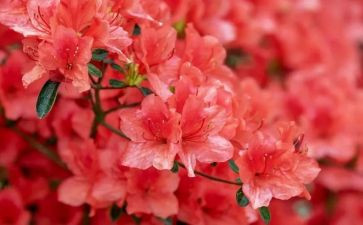 写朝花夕拾读后感600字通用6篇