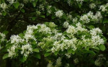 朝花夕拾的体会心得模板7篇