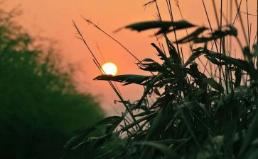 《秋天的怀念》心得体会7篇