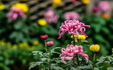 菊花香读后感5篇