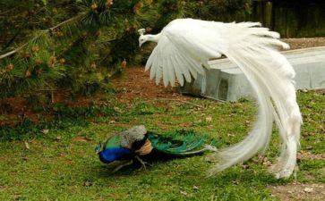 骄傲的孔雀的作文通用5篇