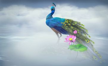 骄傲的孔雀的作文6篇