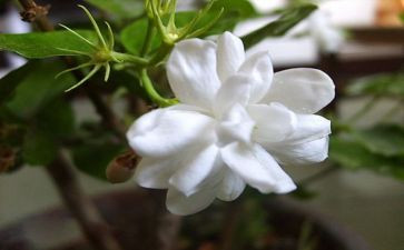 摘茉莉花作文优质6篇