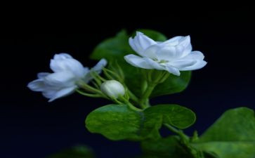 中班音乐《茉莉花》教案5篇