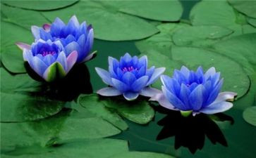 写榴莲的作文600字8篇