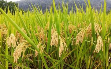 节约粮食演讲稿500最新7篇