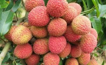 吃荔枝作文最新6篇