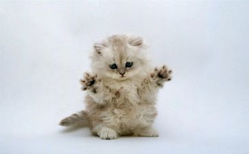 黏上我的猫读后感通用5篇