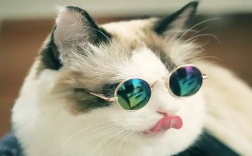 小班语言猫和鸟教案优质7篇