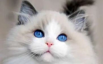 黏上我的猫读后感参考5篇