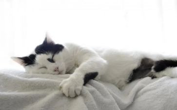 我是一只猫的作文模板5篇