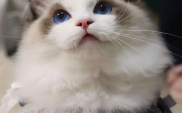 老师和猫的读后感精选8篇