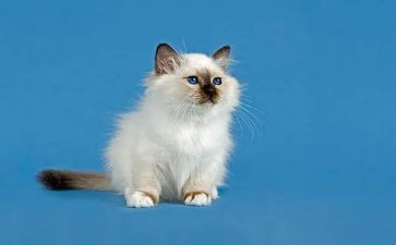 猫的读后感500字作文优质5篇