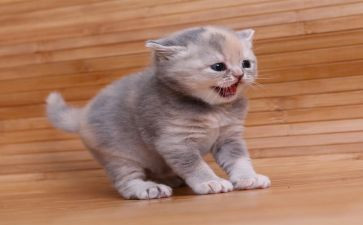 初中语文《猫》教案优质5篇