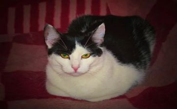 猫的读后感500字推荐6篇