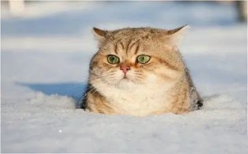 黏上我的猫读后感优秀7篇